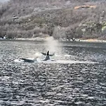 I Altafjorden *
