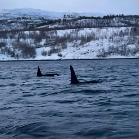 I Altafjorden Hébergement de vacances *