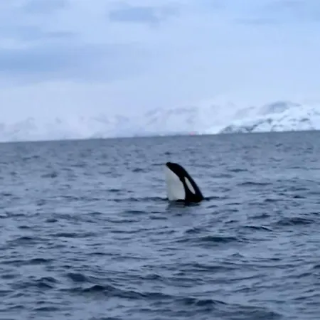 I Altafjorden Casa de Férias Alta